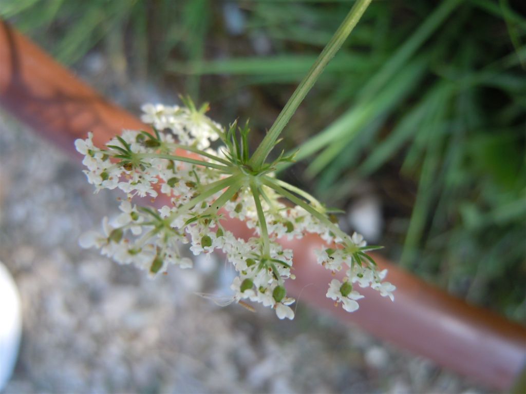 Piccola Apiacea - Daucus carota